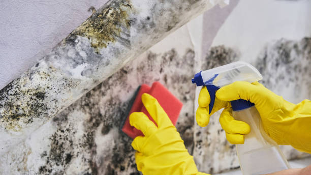 Why You Should Choose Our Mold Remediation Services in Vestavia Hills, AL